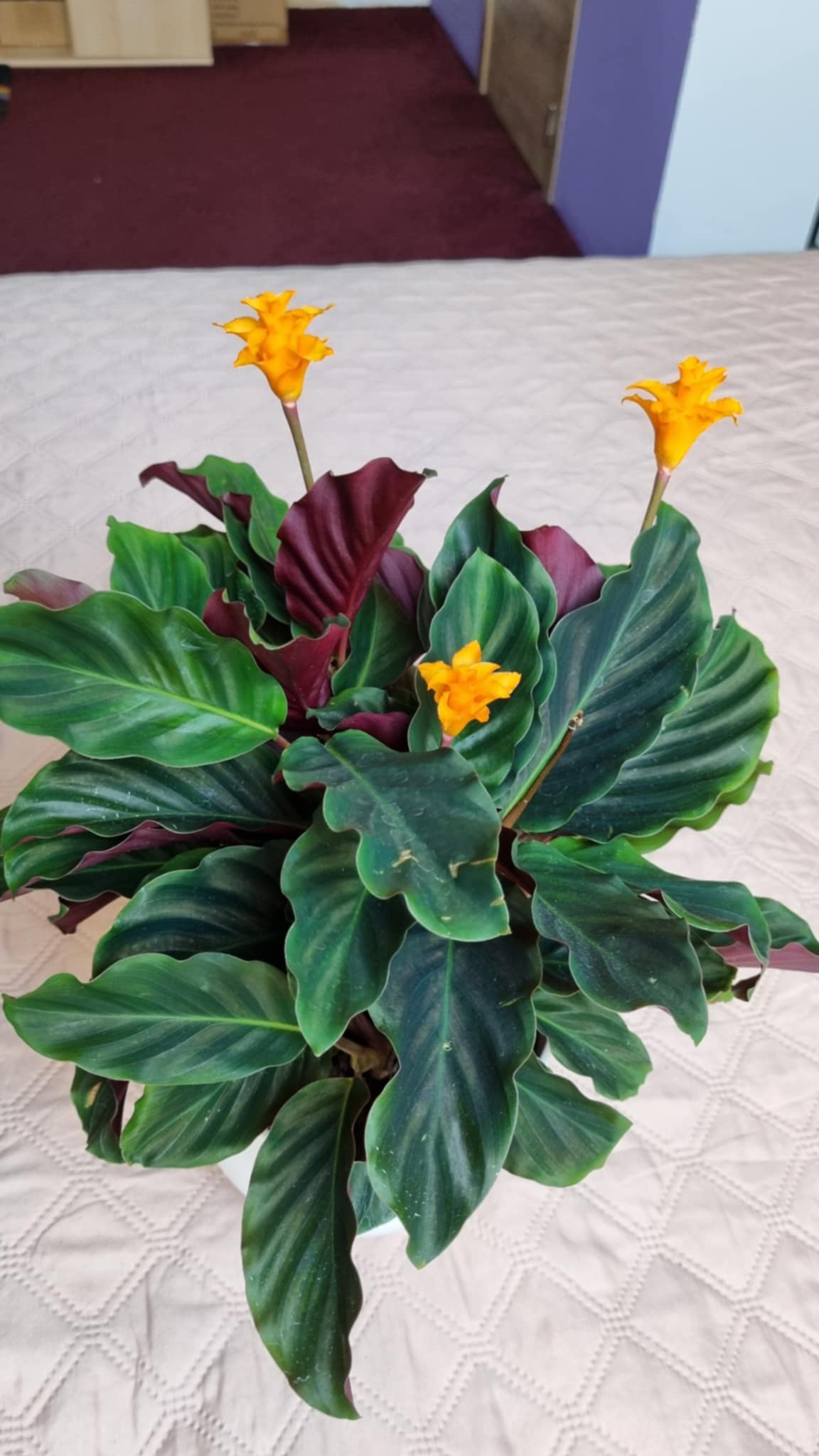 Eternal Flame Plant